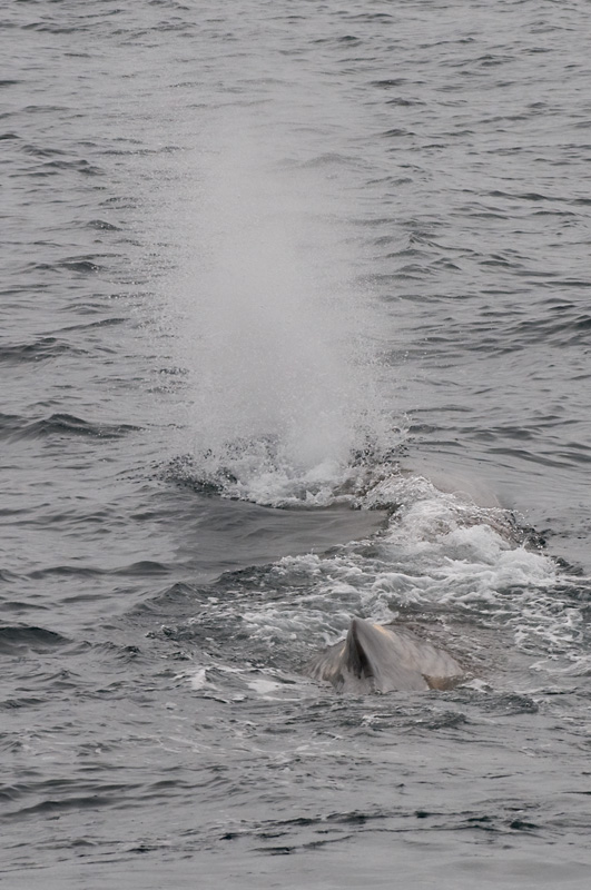 65 Kaskelotti 16.jpg - Normaalisti kaskelotti puhaltaa hengityksessään vedet 45 asteen kulmassa josta kaskelotti on helppo tunnistaa
